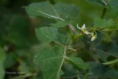 Solanum capsicoides